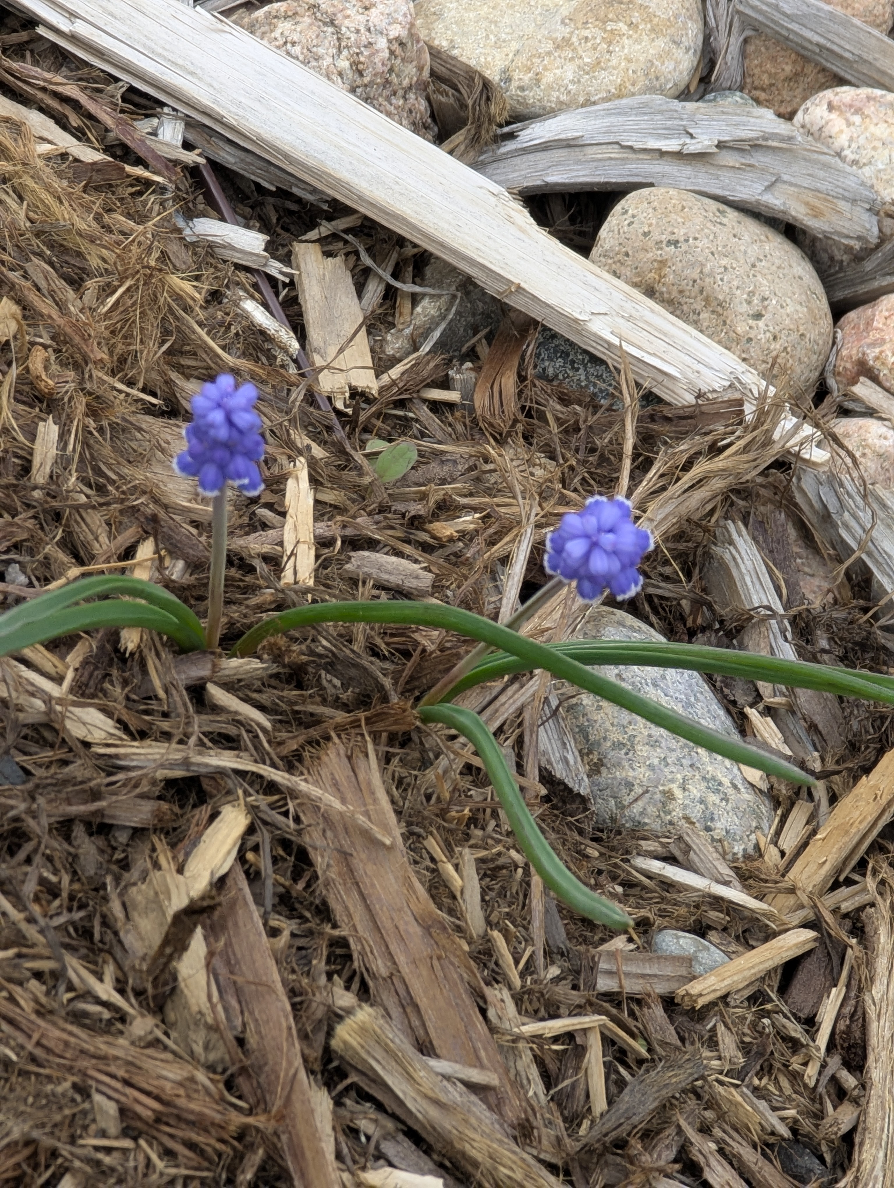 Garden, Flowers, Morrison, Colorado